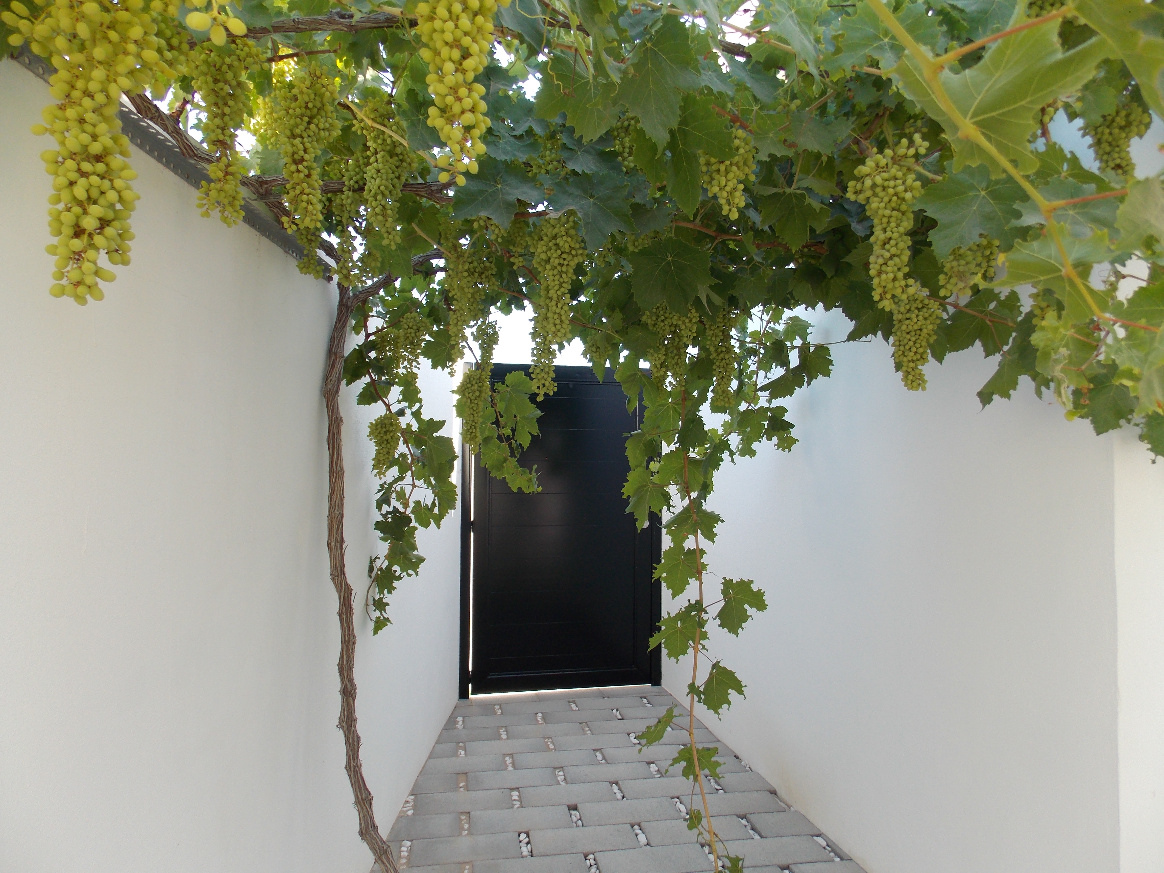 DSCN0534.JPG