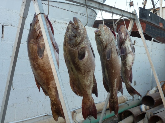 4 Groupers4.jpg