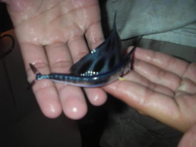 blue fish.jpg
