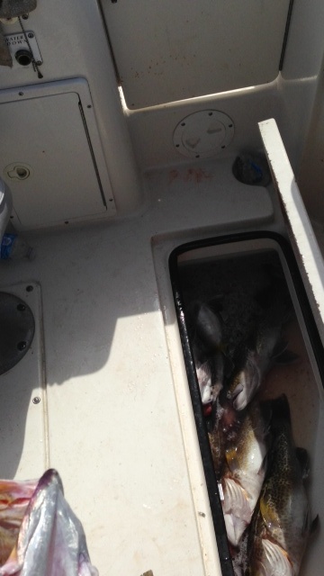 March 29 fish hold.jpg
