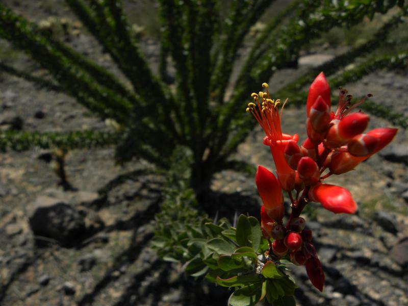 Pinacate group 3-4-10 150 (Medium).jpg