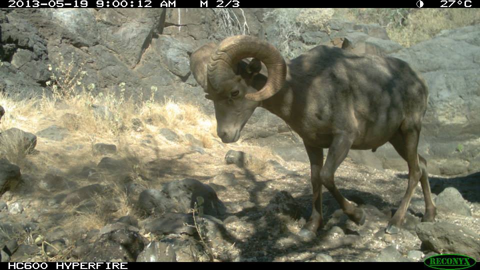 bighorn.jpg