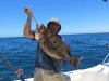 Small Gulf Grouper.jpg