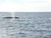 Whale spout (Small).JPG